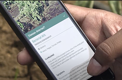 Free Pest, Disease and Weed Identification App launched for African and Middle East farmers