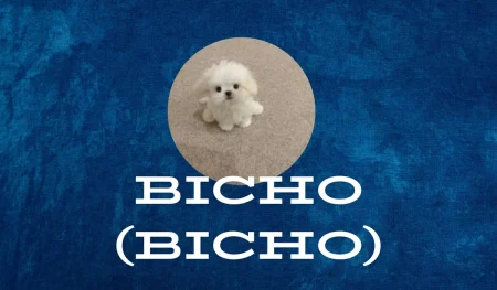 Bicho (BICHO) Price Prediction