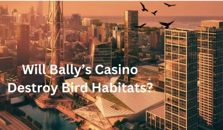 Impact of Bally’s Casino on Birds